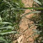 Homem encontrado sem vida no Morro da Sacola