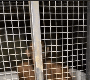 Saidinha do dia das crianças termina em prisão em boa vista