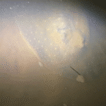 Arraia no Rio Branco gera curiosidade