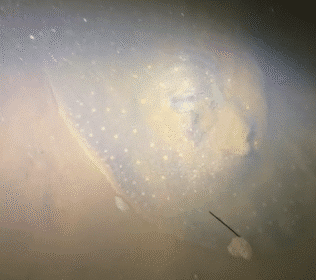 Arraia no Rio Branco gera curiosidade