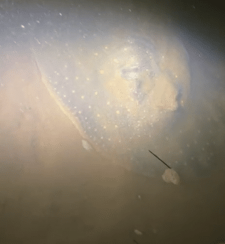 Arraia no Rio Branco gera curiosidade