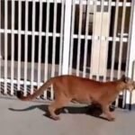 Onça na Escola Estadual Euclides da Cunha mobiliza operação de resgate