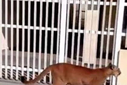 Onça na Escola Estadual Euclides da Cunha mobiliza operação de resgate