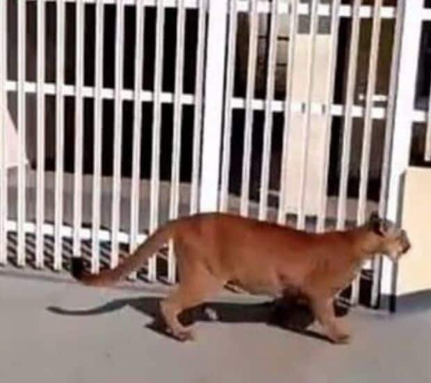 Onça na Escola Estadual Euclides da Cunha mobiliza operação de resgate