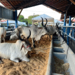 Vacas Guzerá em Roraima, na ExpoFerr 2025