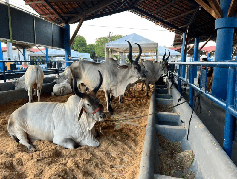 Vacas Guzerá em Roraima, na ExpoFerr 2025