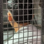 Prisão com skank em Boa Vista