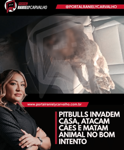 ataque de pitbulls no Bom Intento