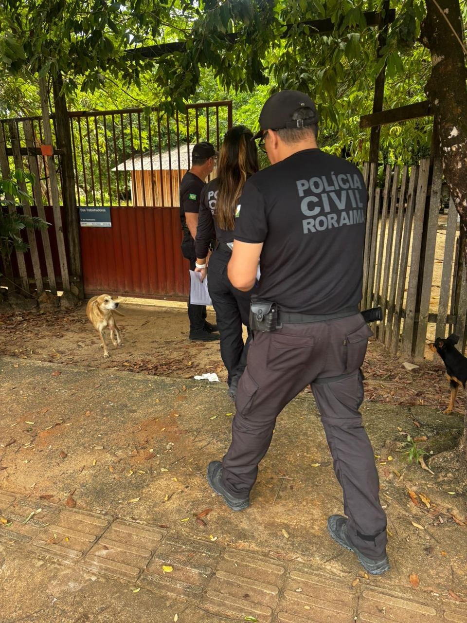 crimes de Abuso de cadela em Boa Vista