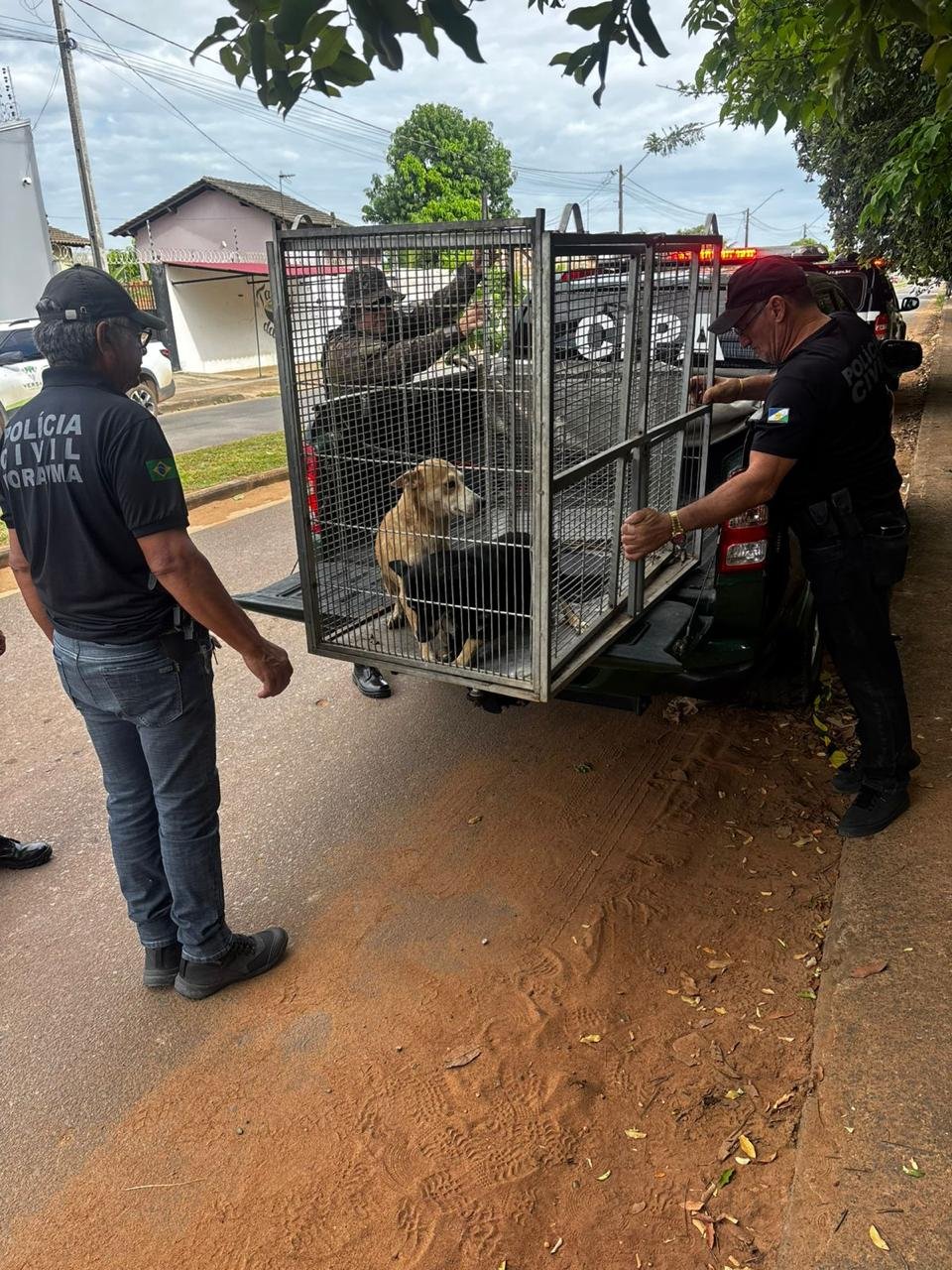 resgate após Abuso de cadela em Boa Vista