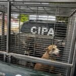 Abuso de cadela em Boa Vista