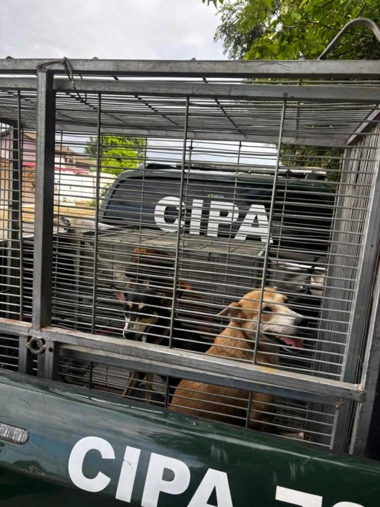 Abuso de cadela em Boa Vista