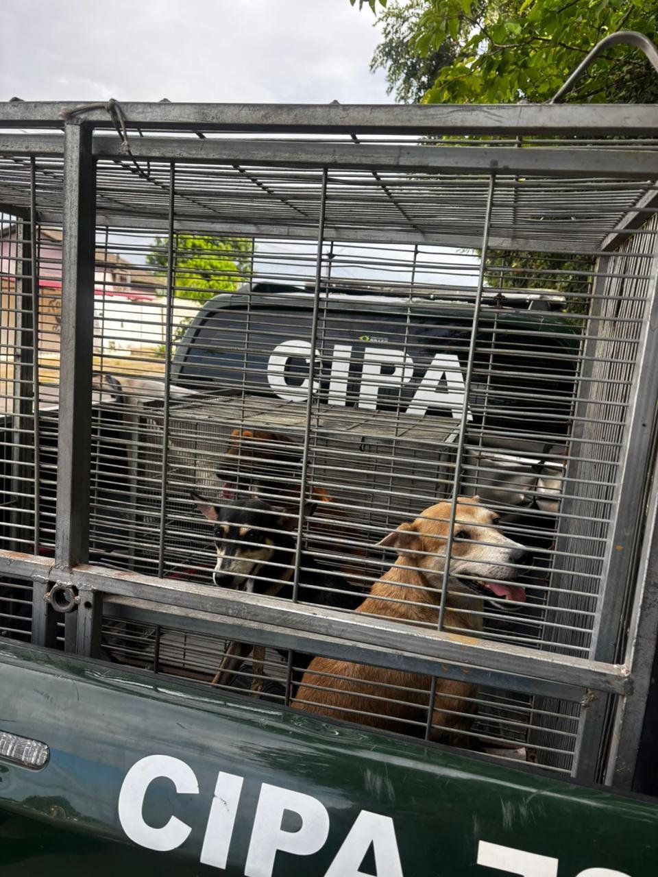 Abuso de cadela em Boa Vista