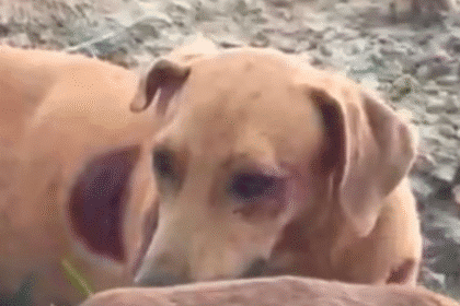 Maus-tratos a animais em São Luiz do Anauá