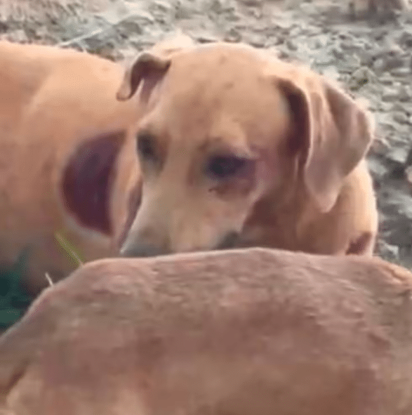 Maus-tratos a animais em São Luiz do Anauá