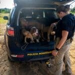 cães resgatados por maus-tratos em Roraima