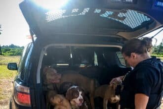 cães resgatados por maus-tratos em Roraima