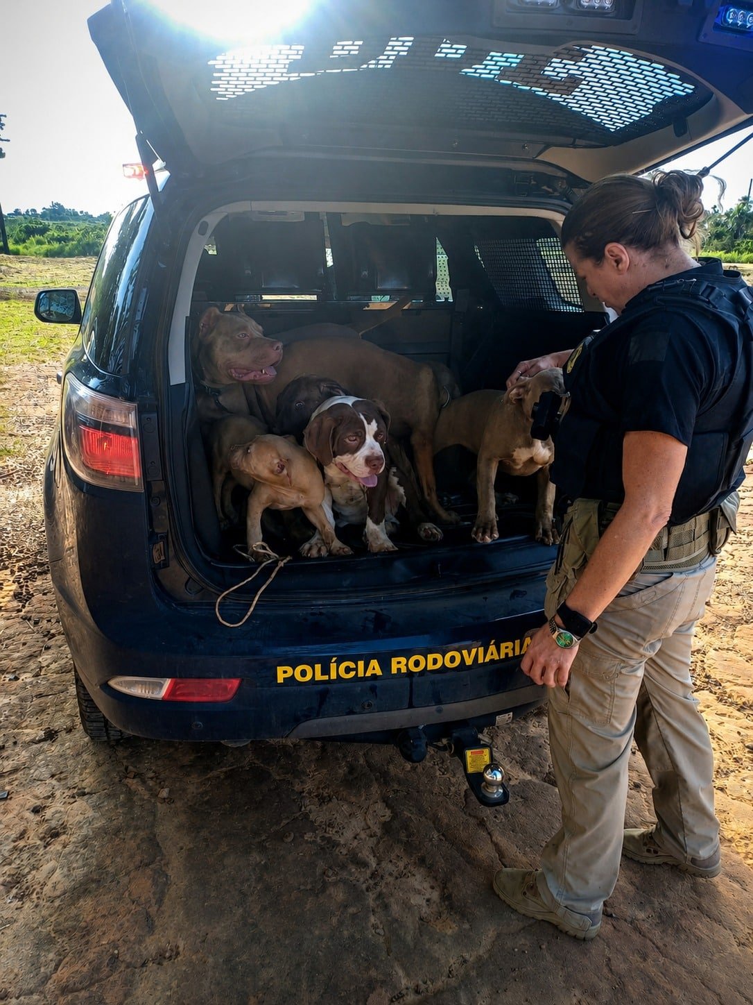 cães resgatados por maus-tratos em Roraima
