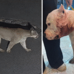 Onça ataca pitbull em São Paulo dentro de casa