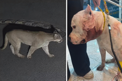 Onça ataca pitbull em São Paulo dentro de casa