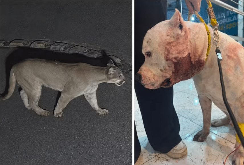 Onça ataca pitbull em São Paulo dentro de casa